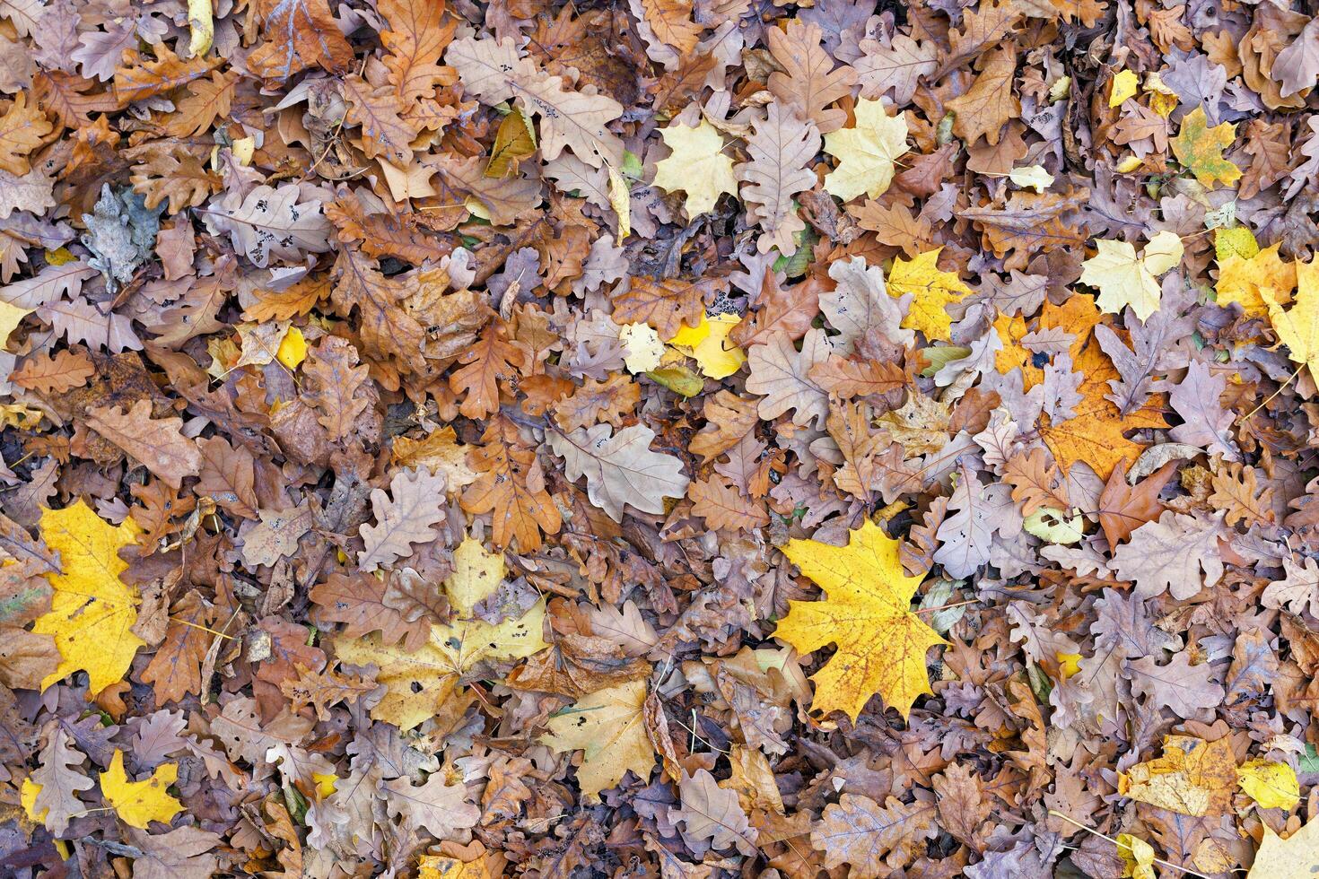 Forest carpet of fallen autumn oak and maple leaves. photo