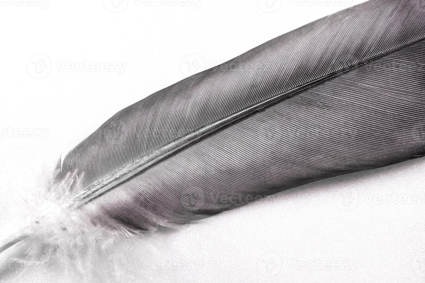 Bird feather close-up, the image is located diagonally. photo