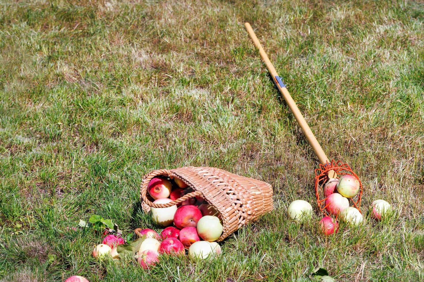 Ripe juicy apples in a straw basket with a tree picker against the background of a mowed green lawn in the backyard. photo