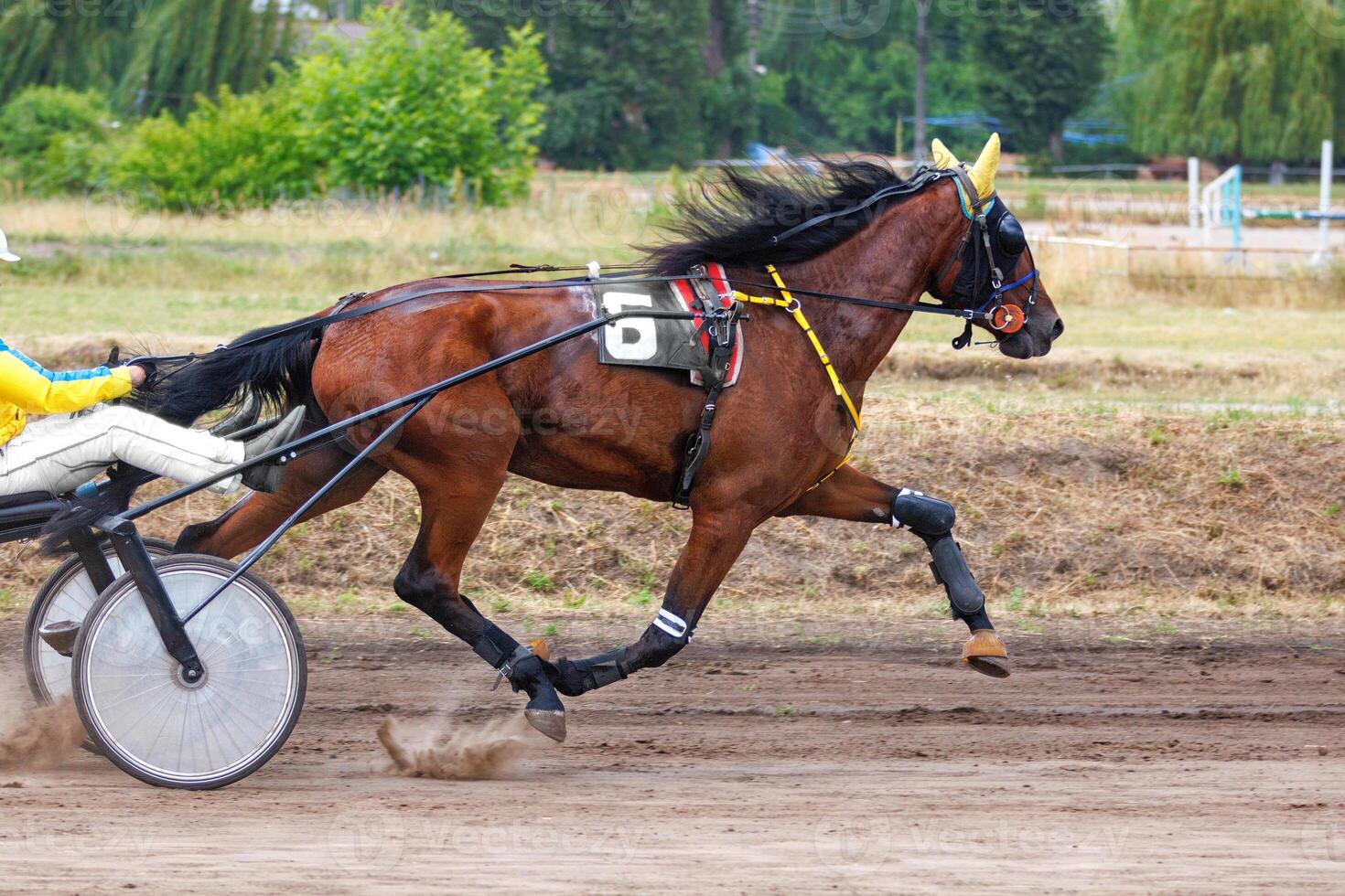 Galloping of a graceful brown horse harnessed in a chariot. photo