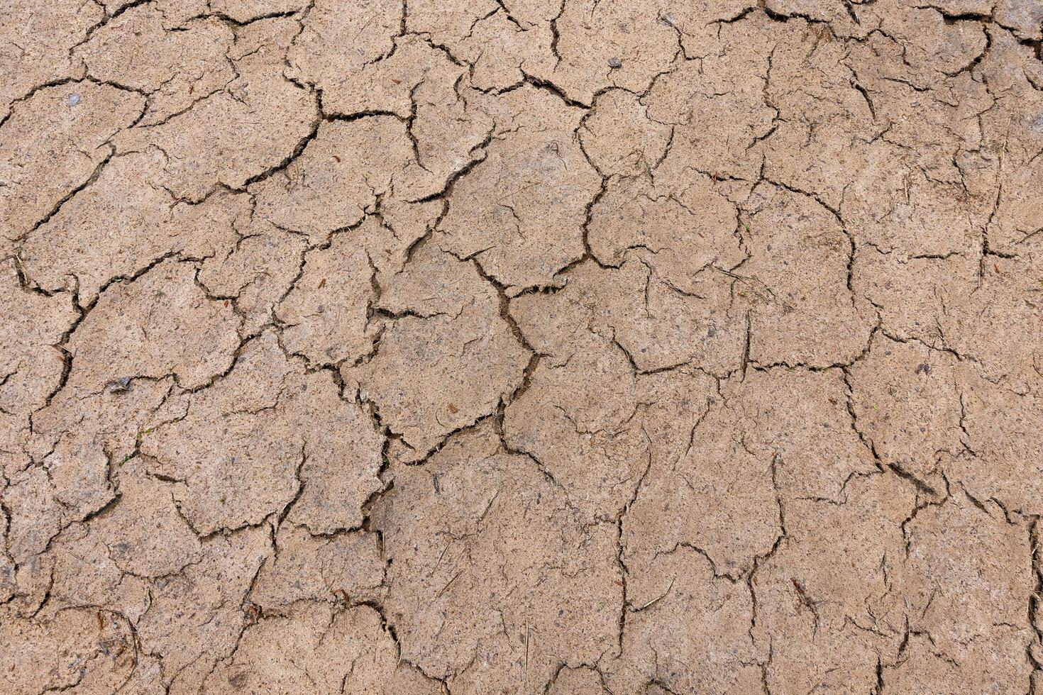 The texture of the dried earth with cracks and spots. photo