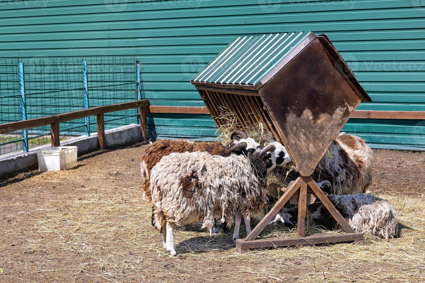 A flock of shaggy sheep grazes hay near a wooden manger. photo