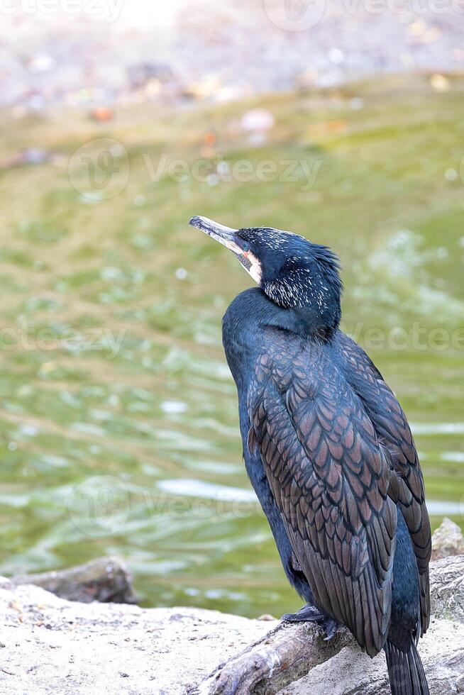 Great cormorant, a large bird with a powerful hooked beak. photo