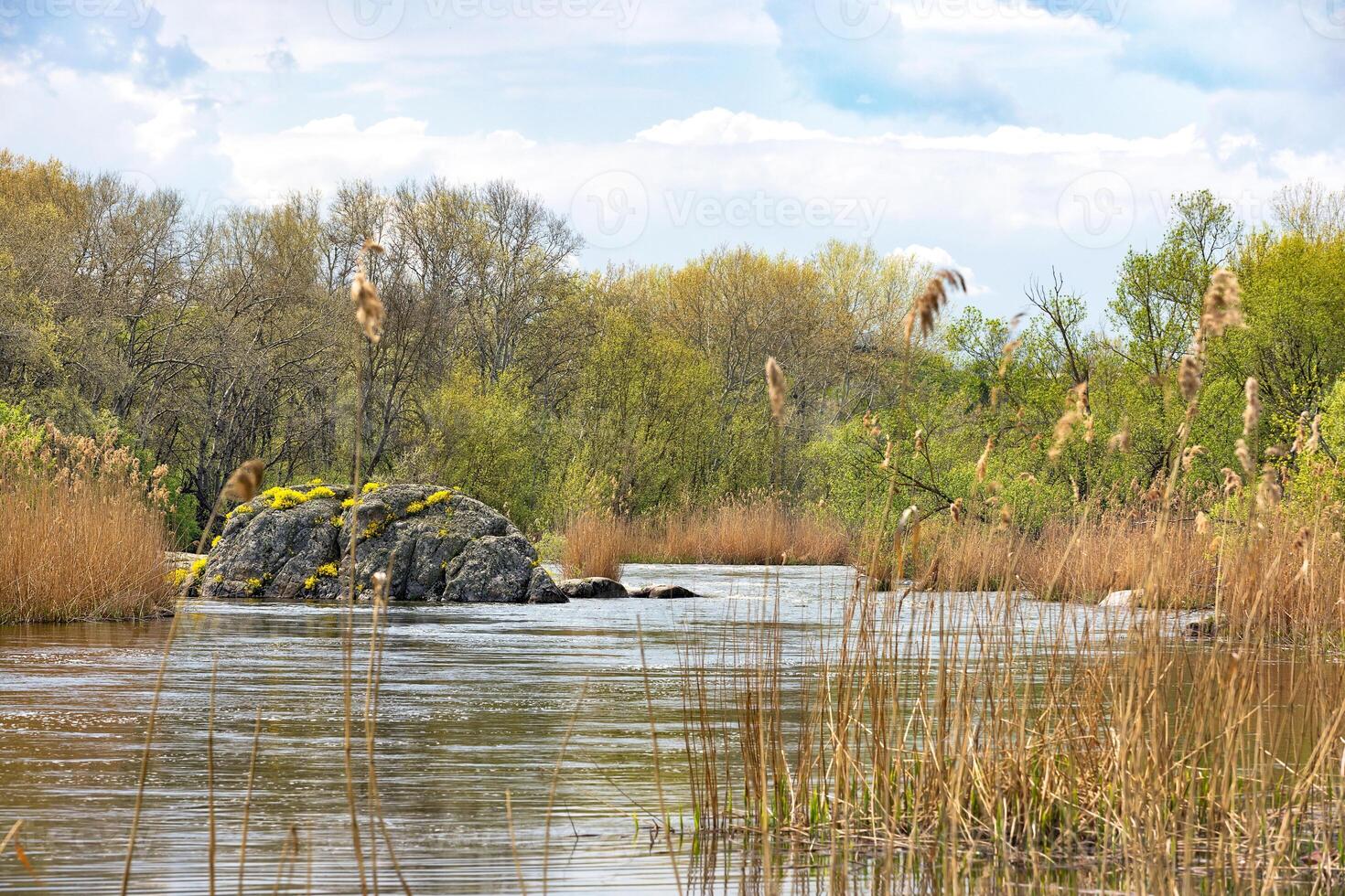 Calm landscape of a spring river with a stone boulder overgrown with yellow flowers. photo