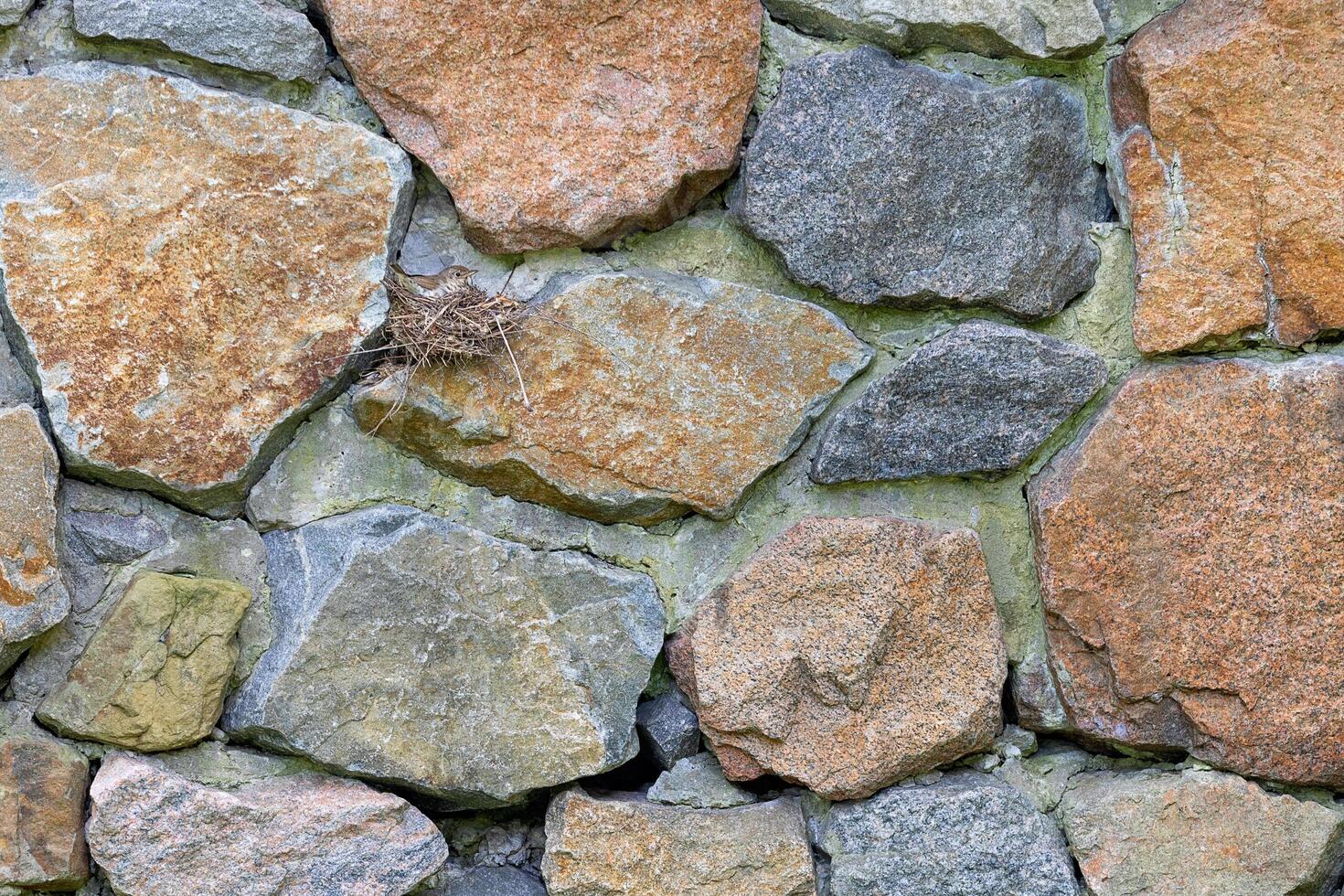 A small bird made a nest on a stone wall among gray cobblestones. photo