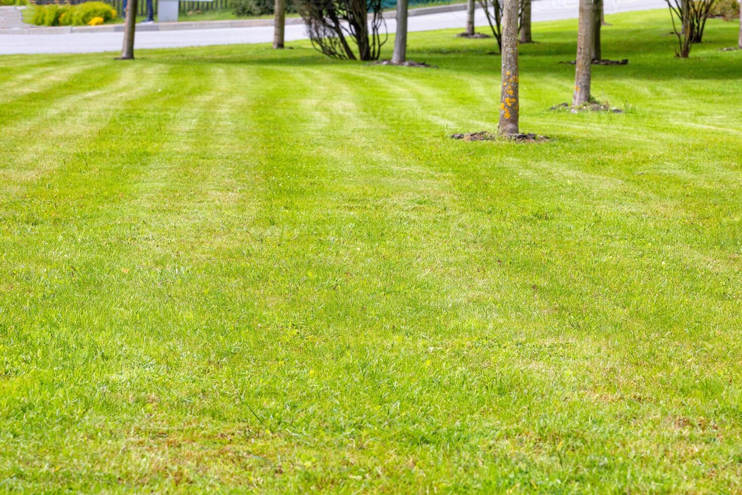 Neatly trimmed green lawn in a city park on a spring day. photo
