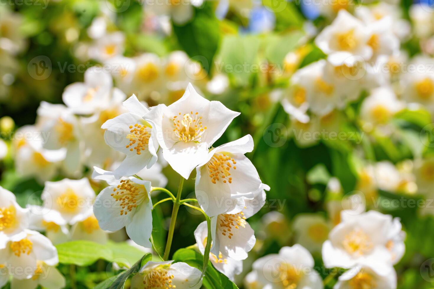 Jasmine flowers close up against a blurred greenery background. photo