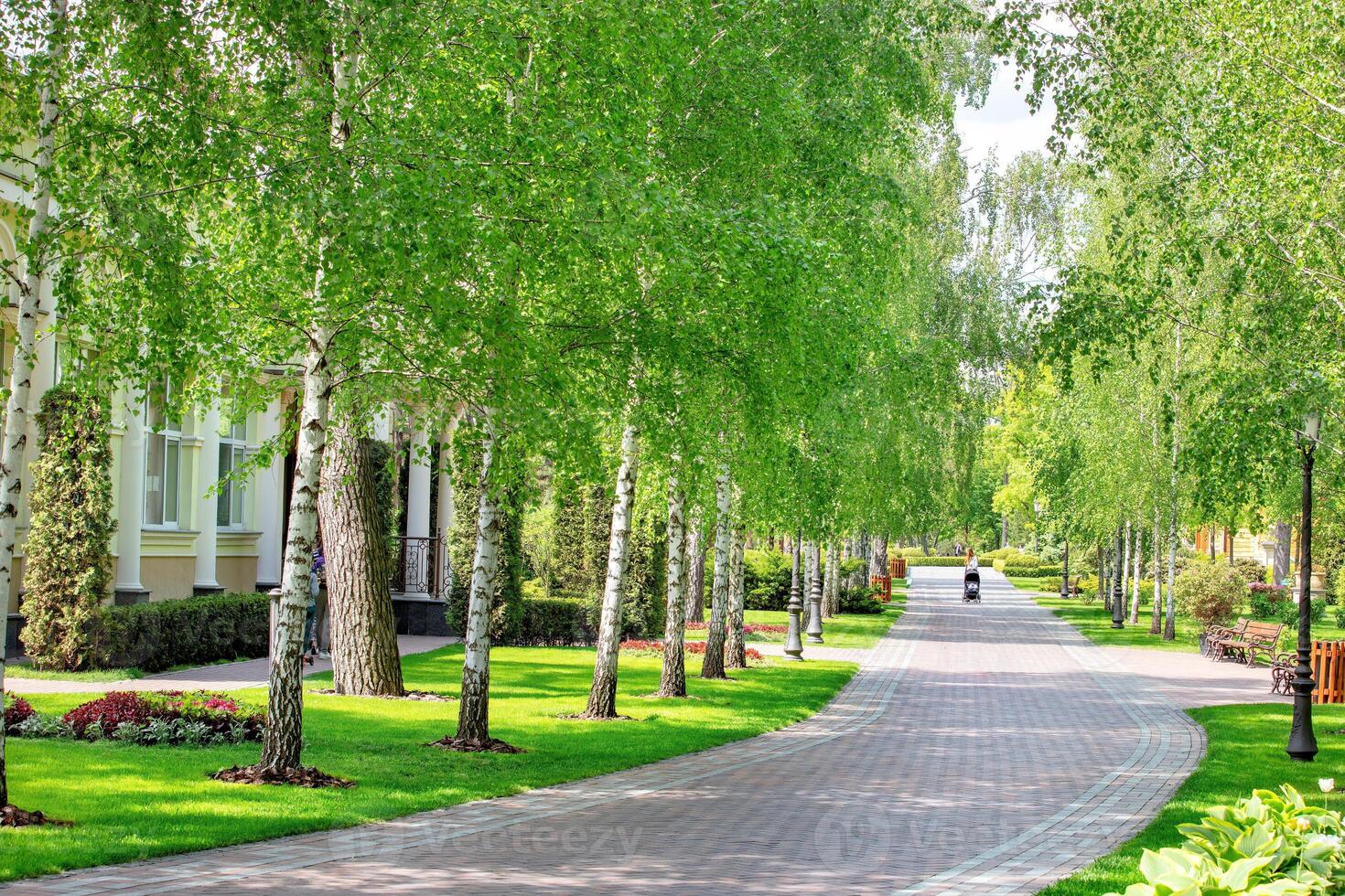 Serene tree-lined path invites leisurely strolls in a sunny park photo