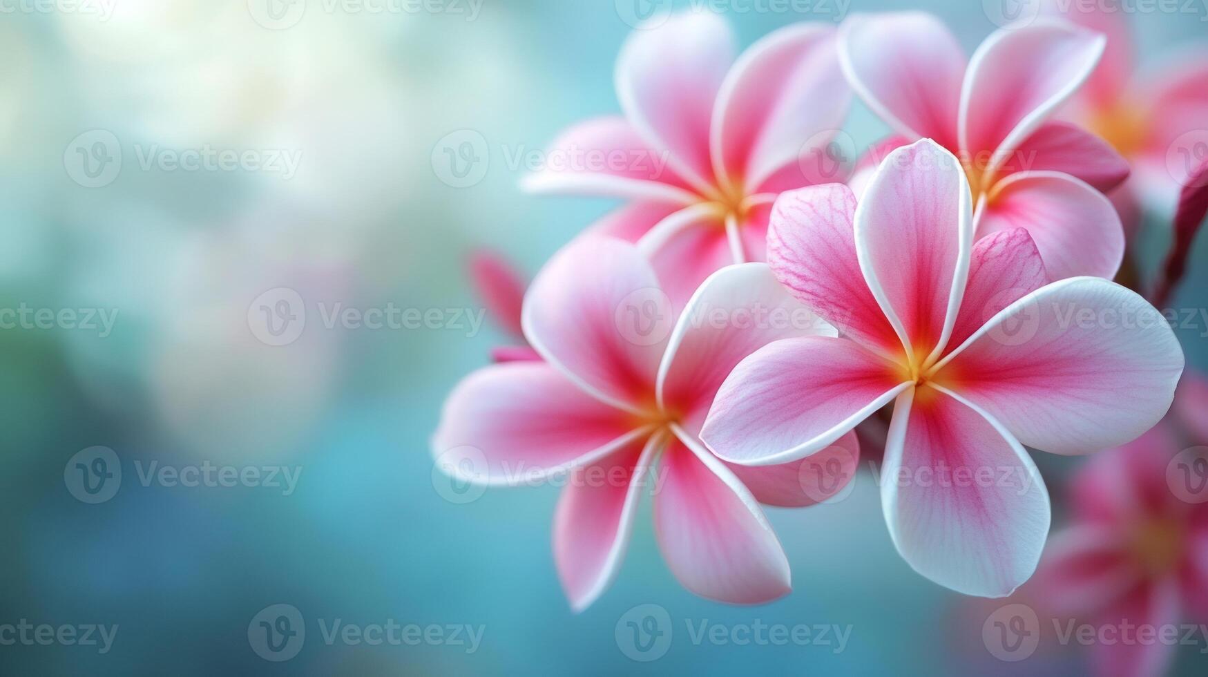 Pink plumeria flowers blooming on blurred background photo