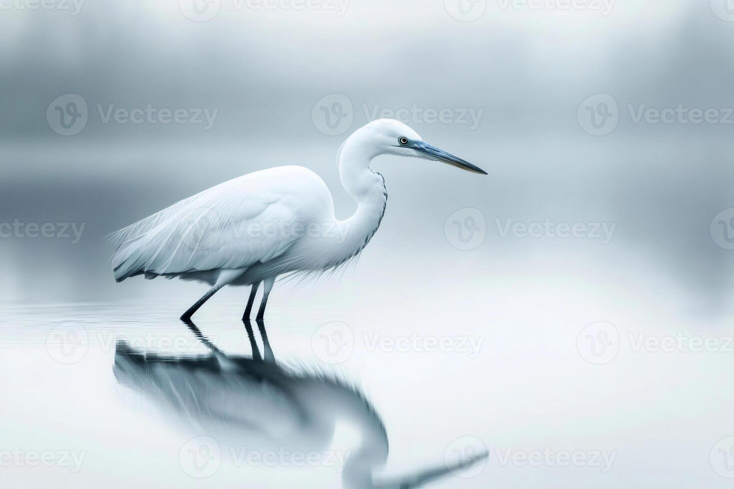 Great white egret wading in shallow water with reflection photo