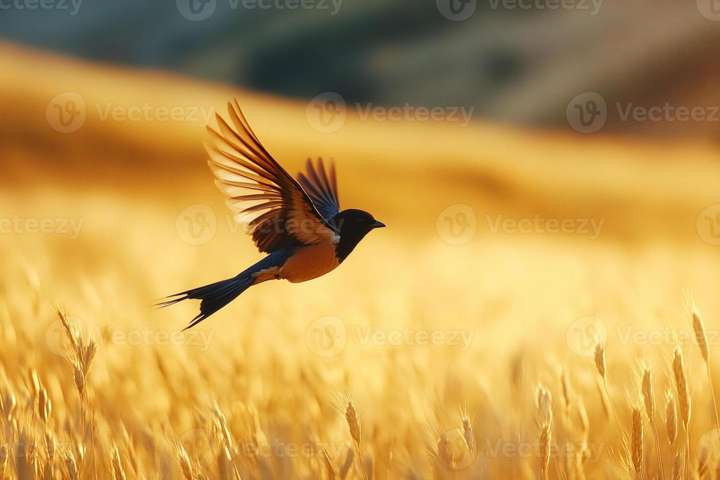 Bird flying over wheat field at sunset, wildlife in nature photo