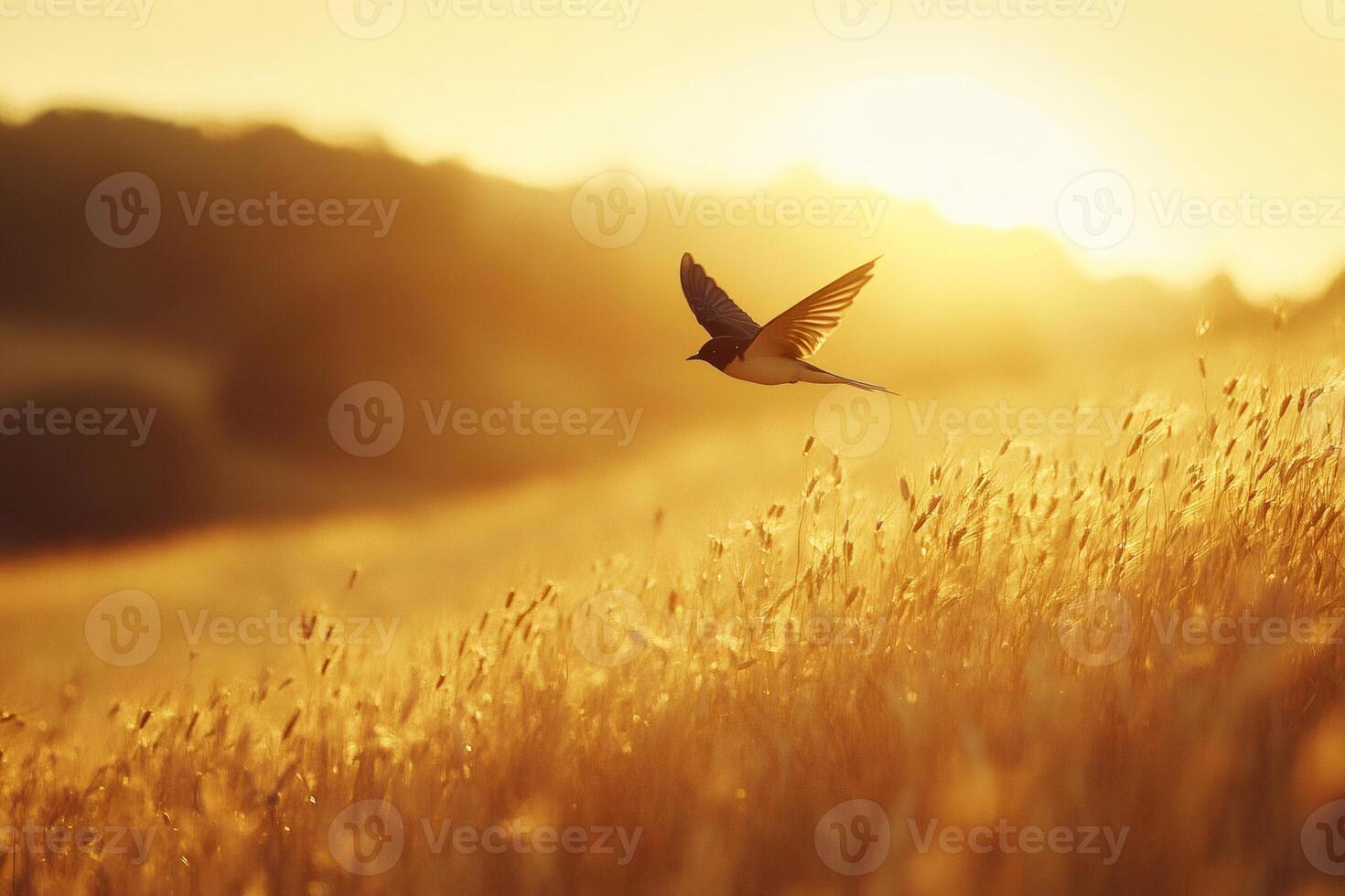 Bird flying over golden wheat field at sunset photo