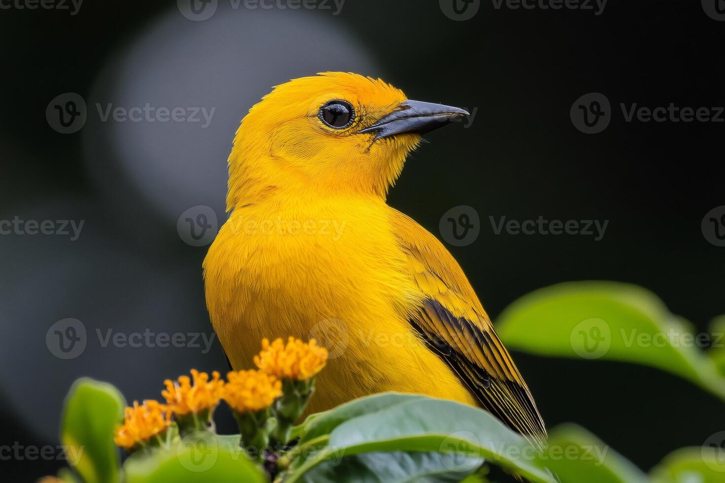 Prothonotary warbler perched on branch with yellow flowers and green leaves photo