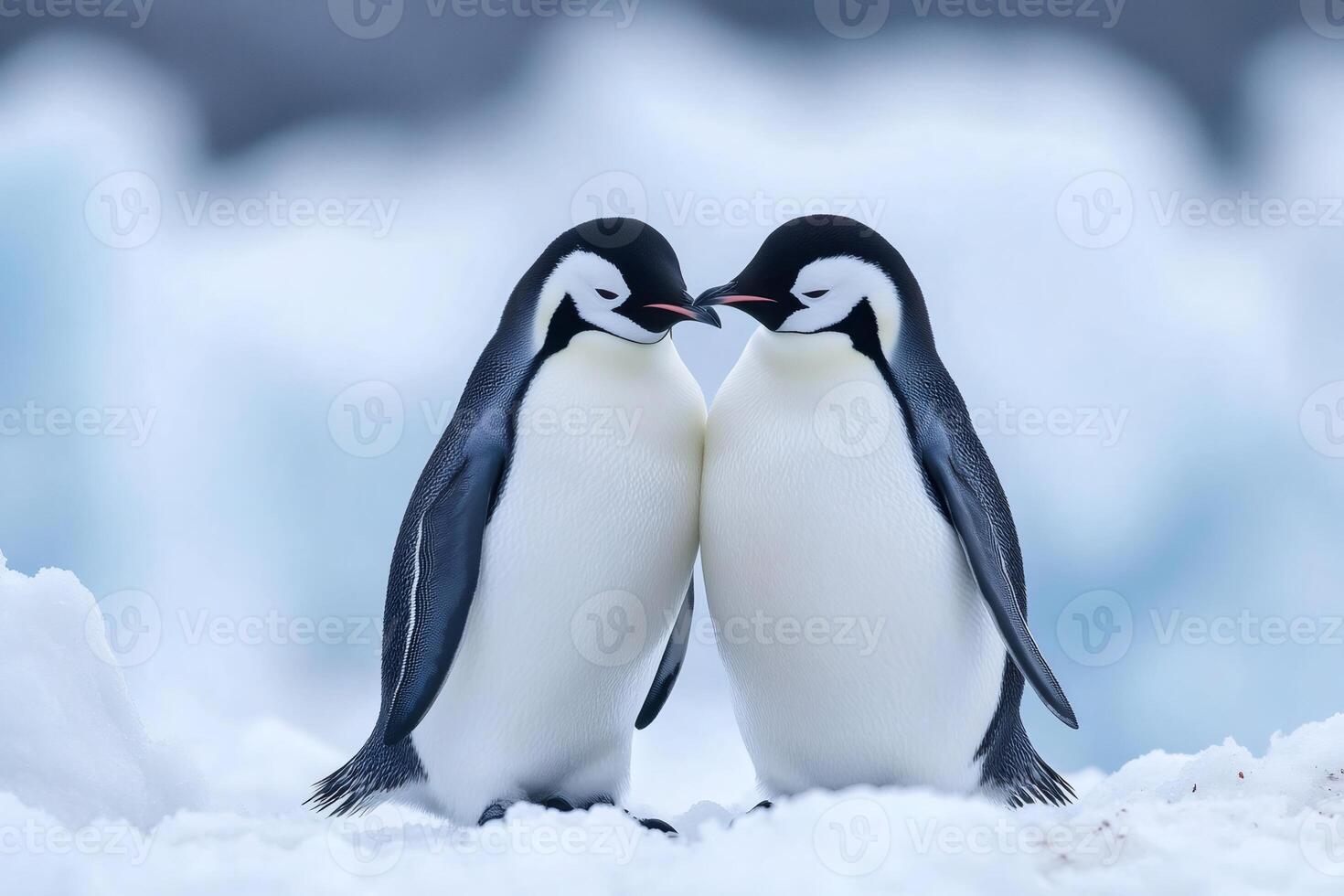 Two emperor penguins showing affection in antarctica photo