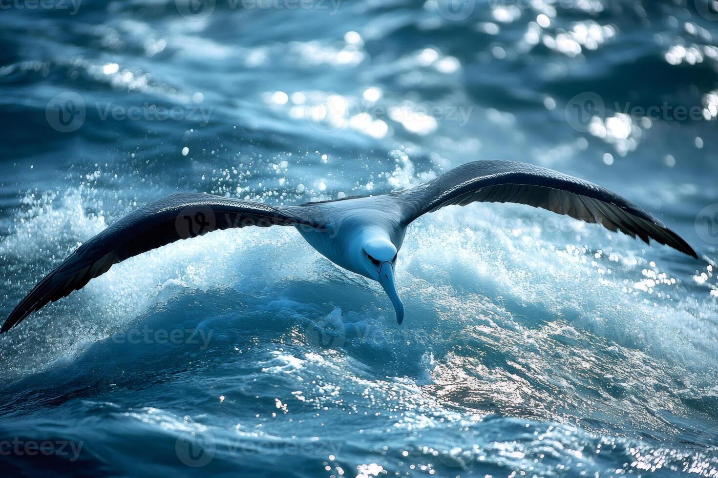 Majestic waved albatross gliding over ocean waves photo