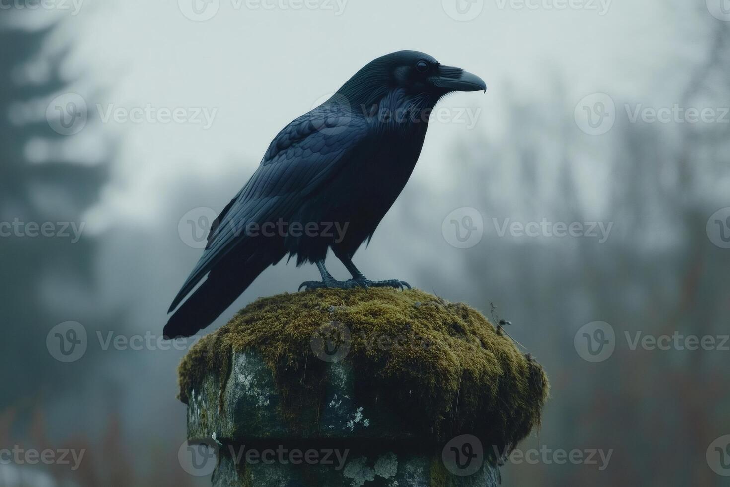 Black raven perched on mossy stone in misty forest photo