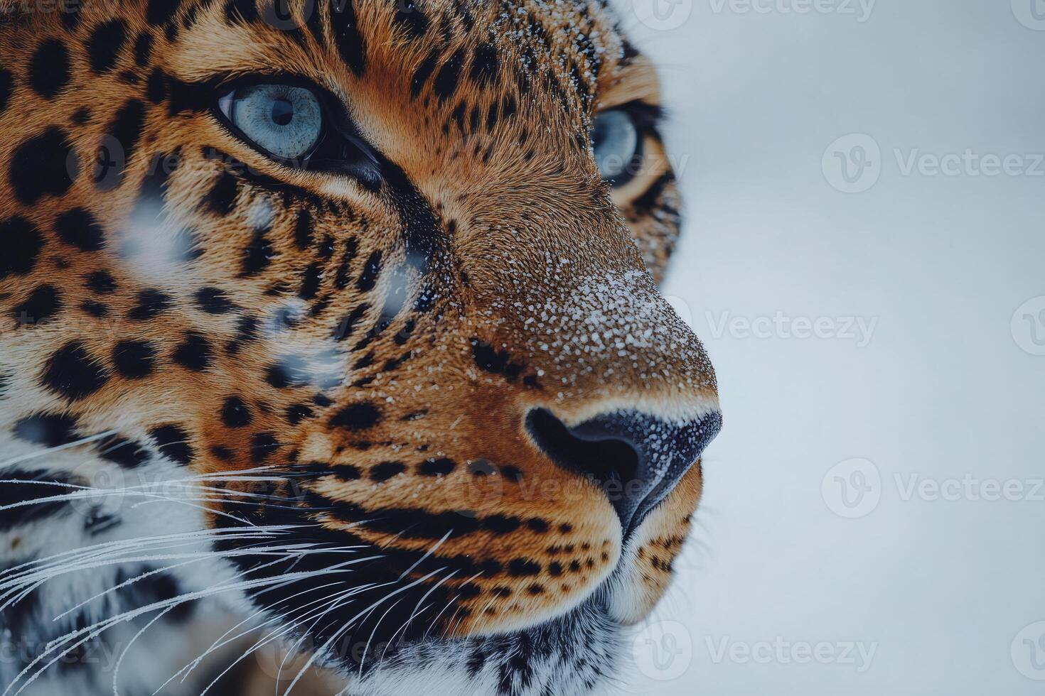 Leopard resting in snowy habitat, close-up on face with intense blue eyes photo
