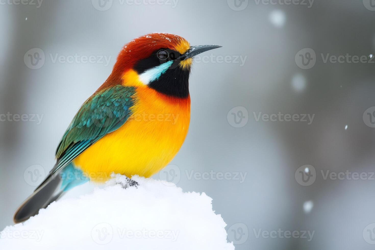 Colorful bird perching on snow during snowfall photo