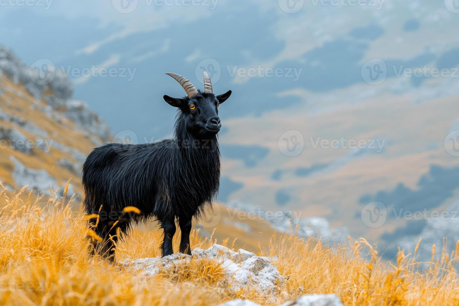 Black goat standing on mountain ridge with yellow grass and cloudy sky photo