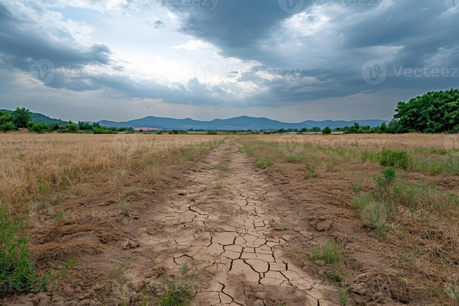 Cracked soil creating path through dry field under cloudy sky photo
