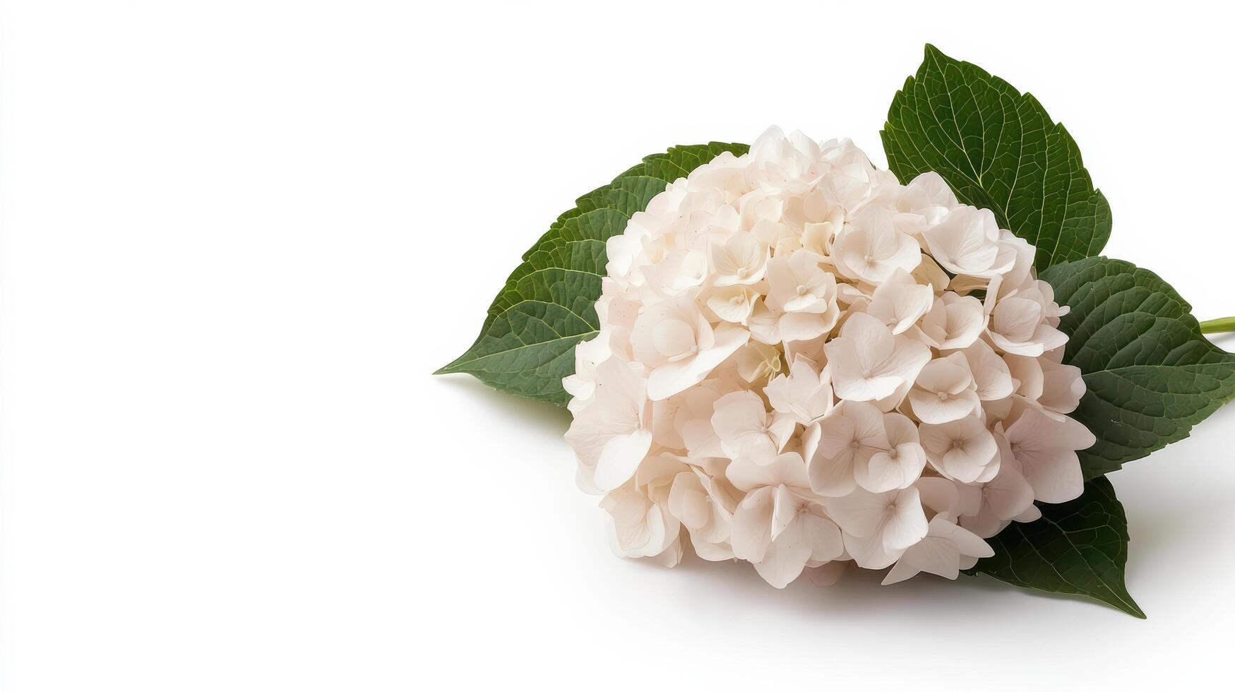 delicate hydrangea flower with soft petals and green leaves photo