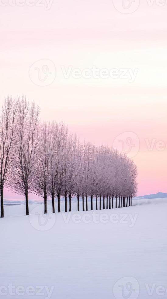 Winter sunset over a row of bare trees in snowy landscape photo