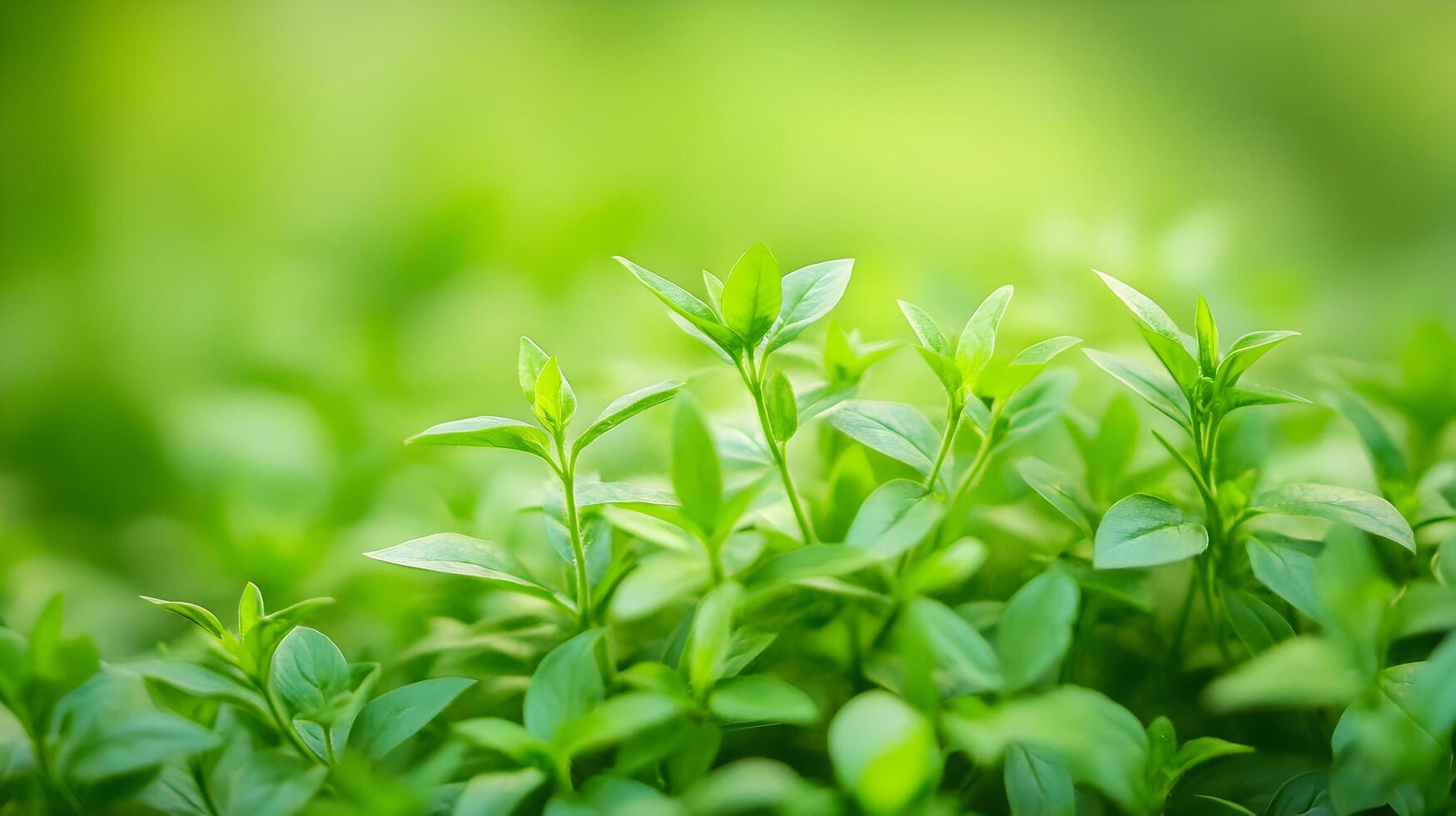Lush Green Foliage in a Healthy,Sustainable Natural Environment photo