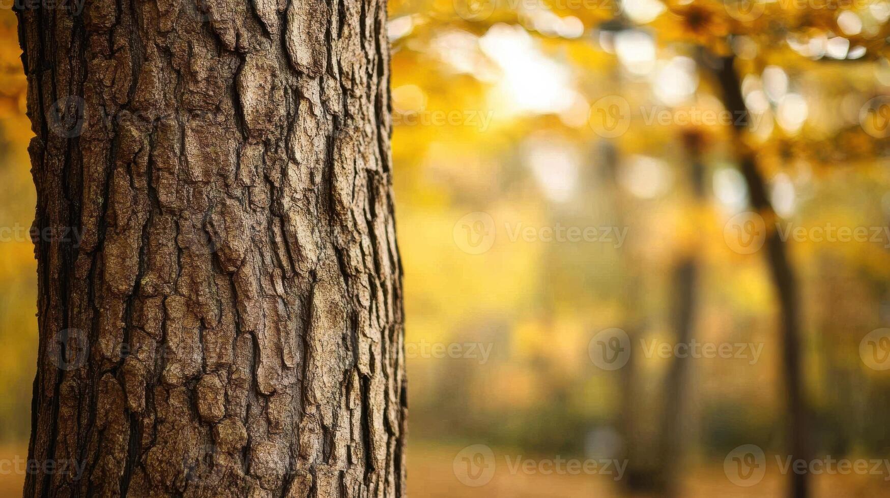 Close up of a tree trunk in the autumn forest photo