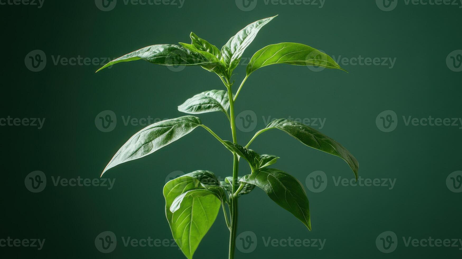 Fresh green chili plant thriving in a moody green background photo