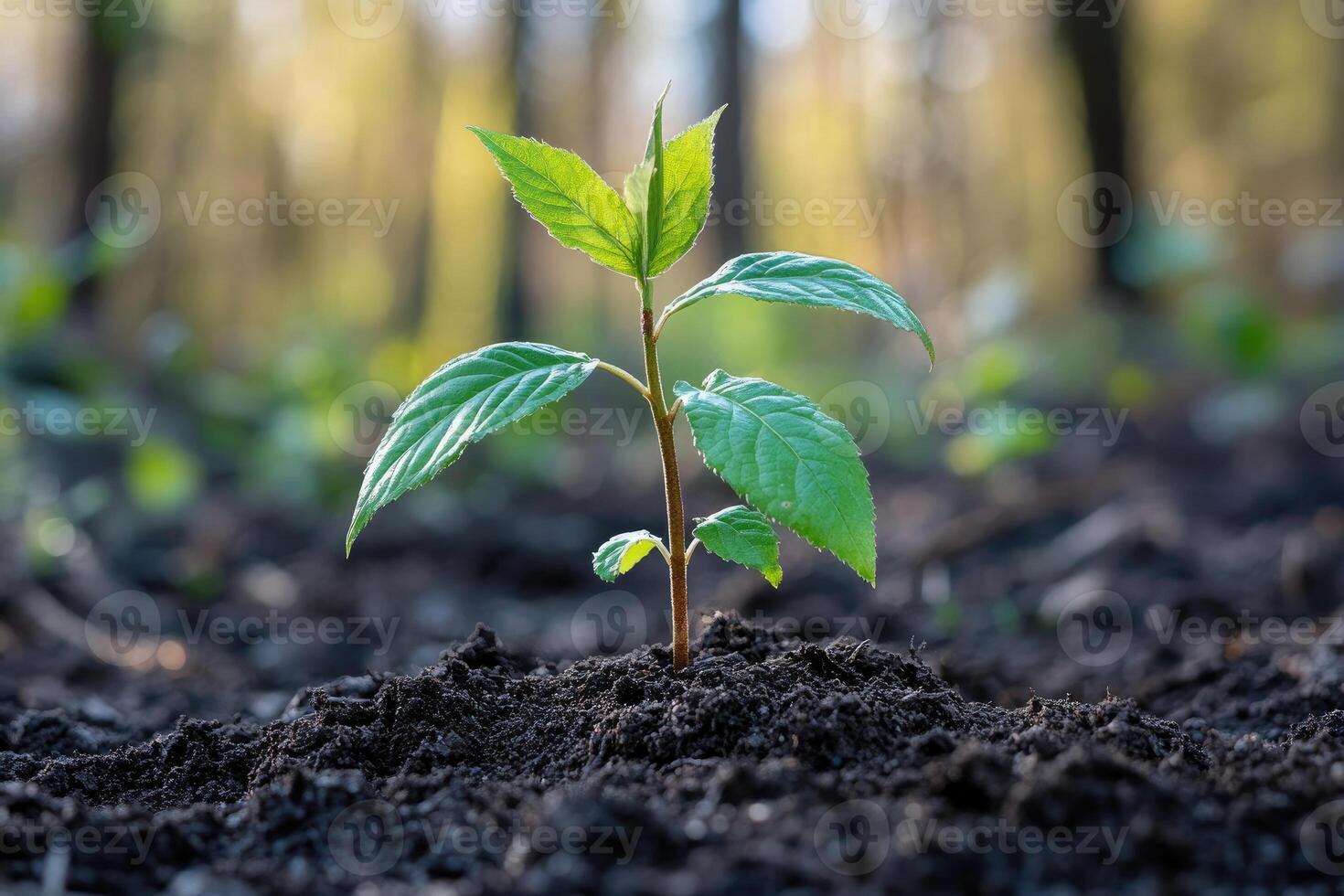 Young plant growing in fertile soil in forest at sunset photo