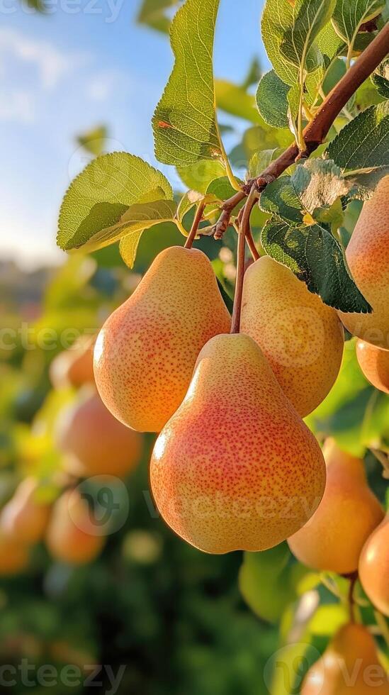 Ripe pears hanging from branch photo