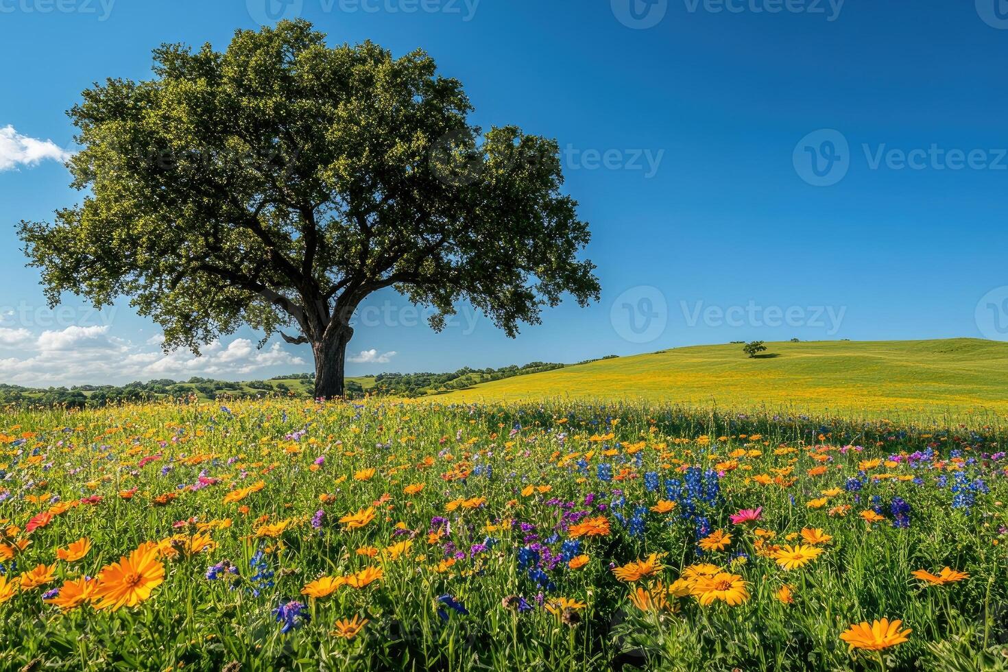 Large oak tree growing in field of yellow flowers under blue sky. photo