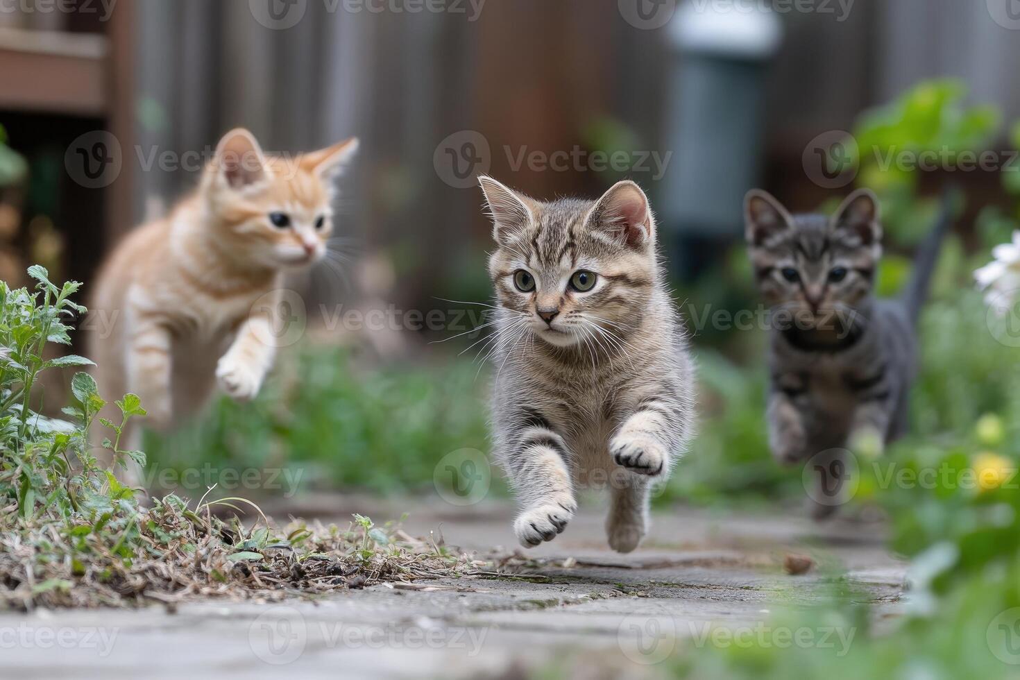 Three kittens running in the garden photo