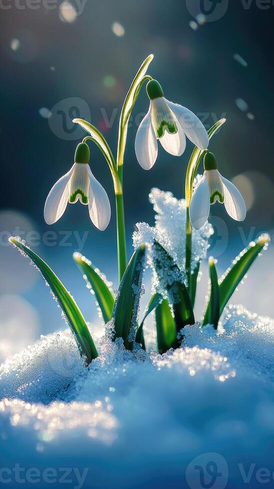 Snowdrops blooming through snow in winter sunlight photo