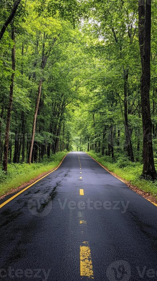 Wet asphalt road leading through lush green forest after rain photo