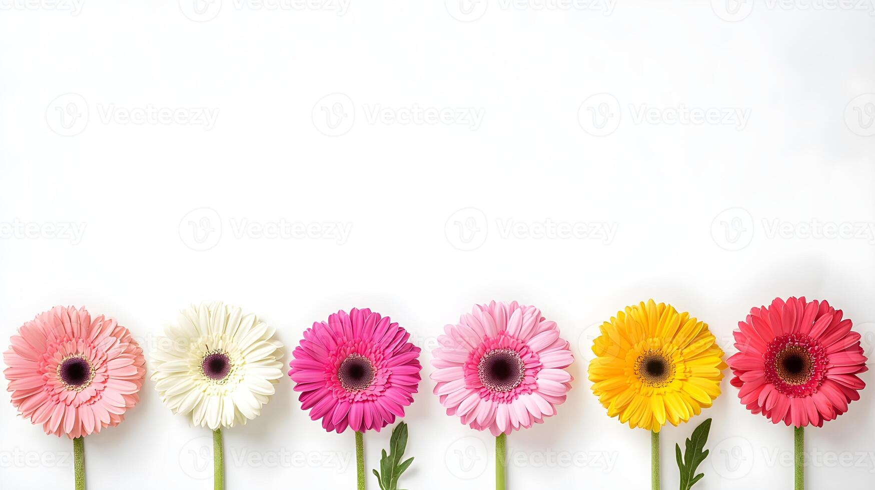 Vibrant Gerbera Daisies in a Row on a White Background photo