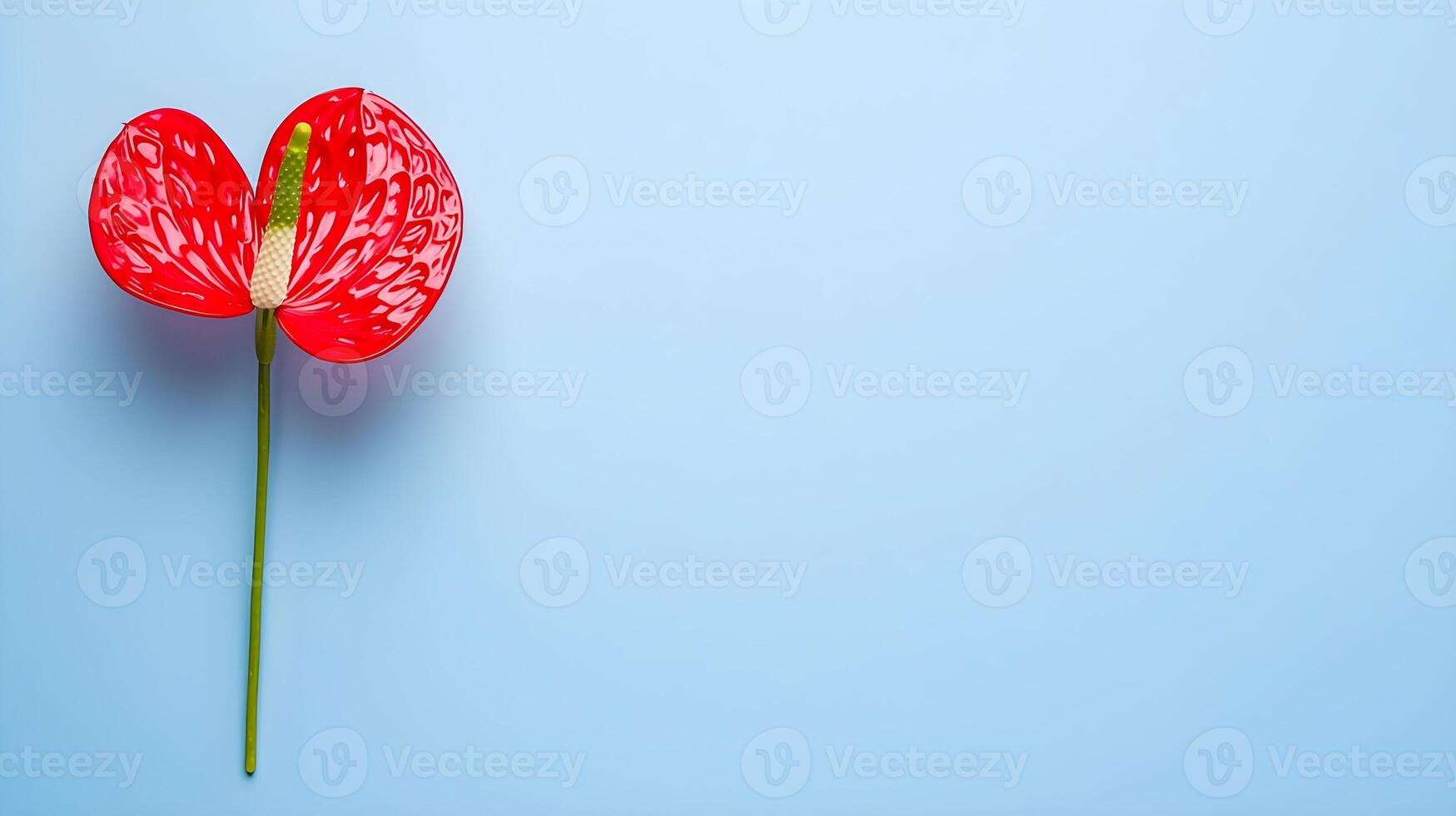 Bright Red Anthurium Flower on Soft Blue Background for Design photo