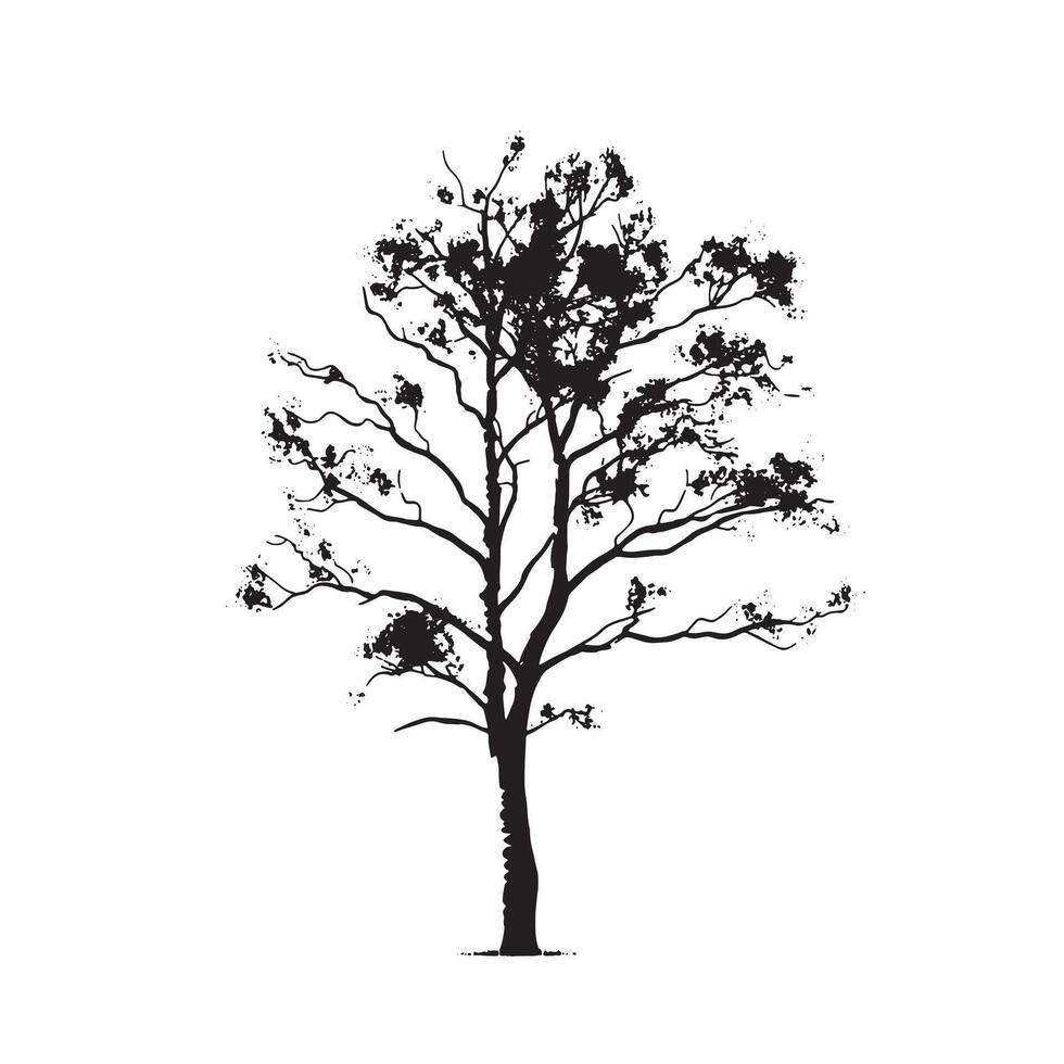 Birch Tree Silhouette Isolated for Nature vector