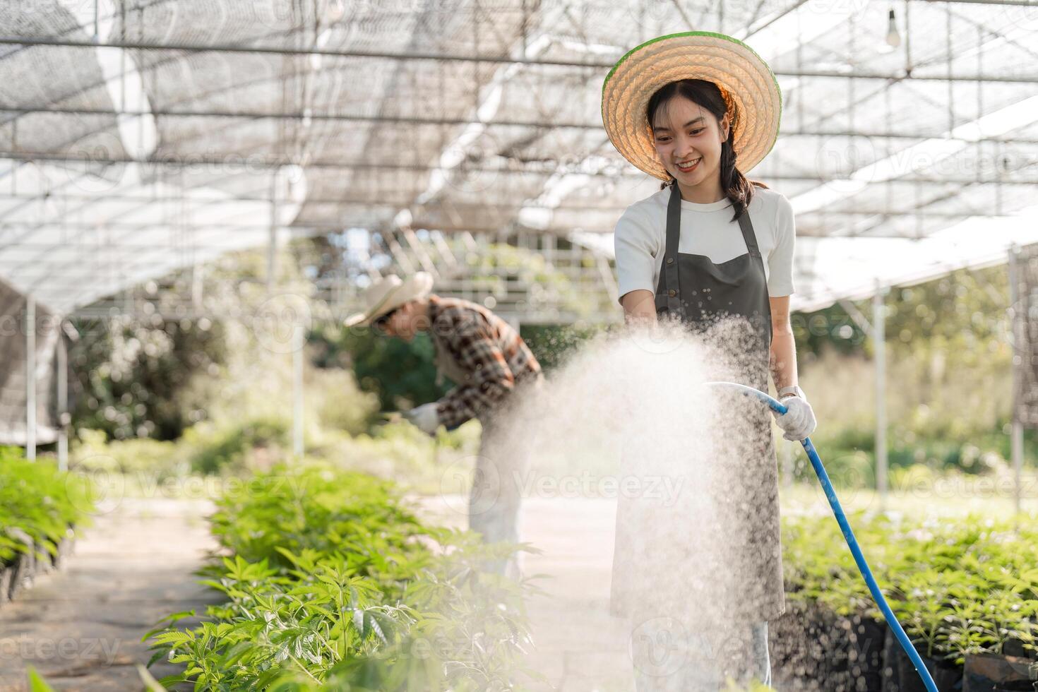 Couple Cultivating Cannabis Herb Garden Together in Greenhouse Setting with Focus on Sustainable and Organic Gardening Practices photo