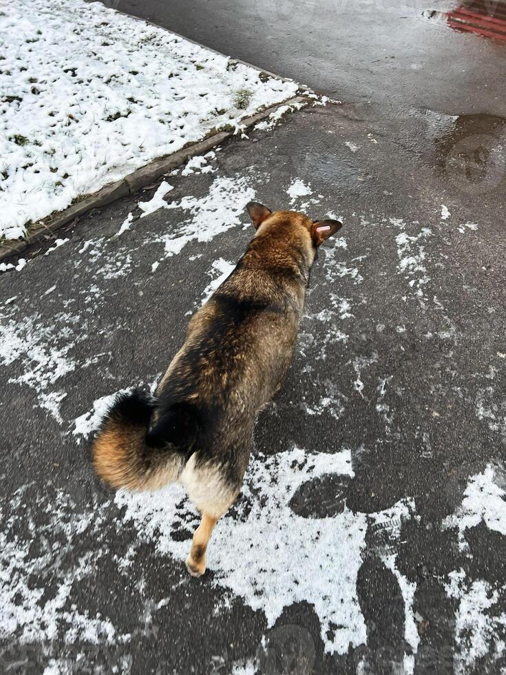 A dog walking outdoors on a snowy pathway in a winter setting photo