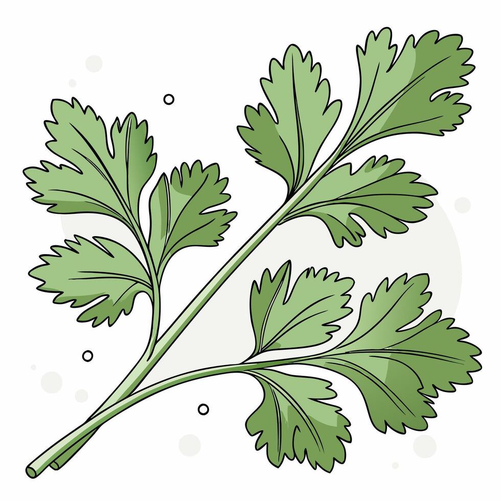 Realistic fresh parsley leaves on white background vector