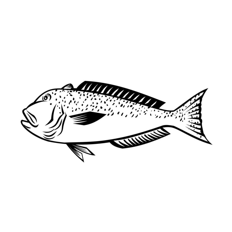 Great Northern Tilefish Side View Retro Black and White vector