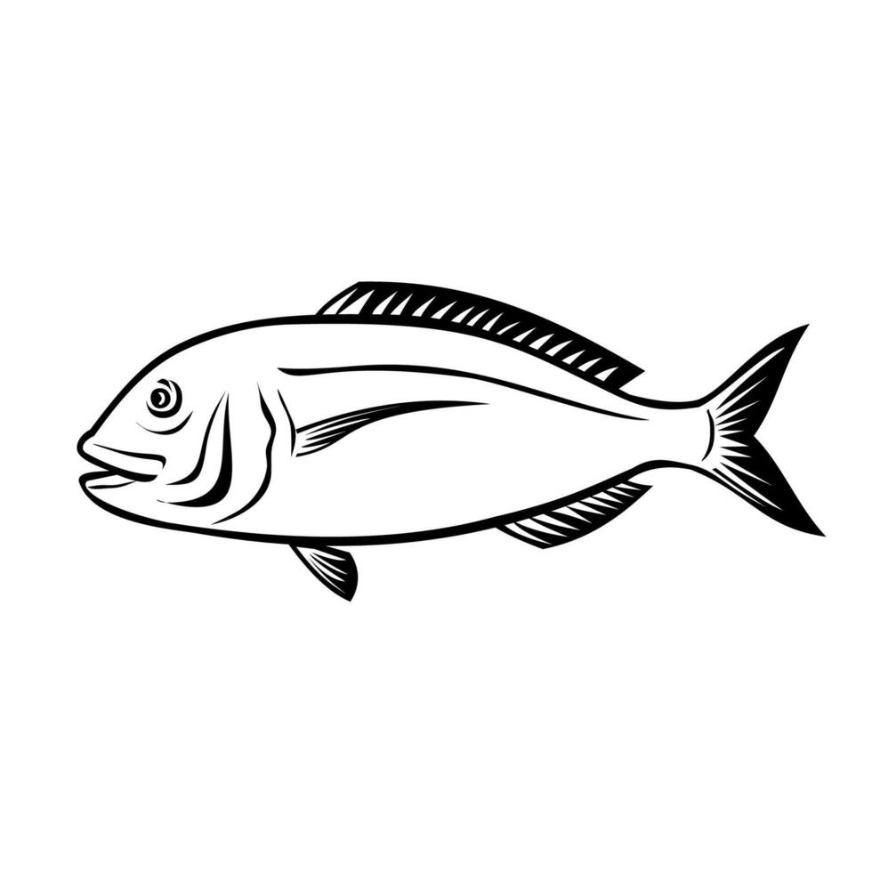 Akashi Sea Bream Side View Retro Black and White vector