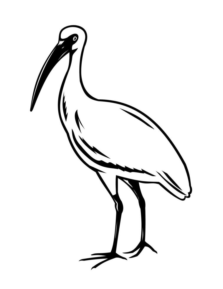 American White Ibis or Eudocimus Albus Woodcut Retro Style vector