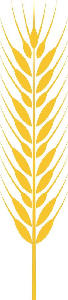 Yellow wheat ear symbolizing the essence of harvest and agriculture, representing healthy eating and organic food production against a clean white background vector