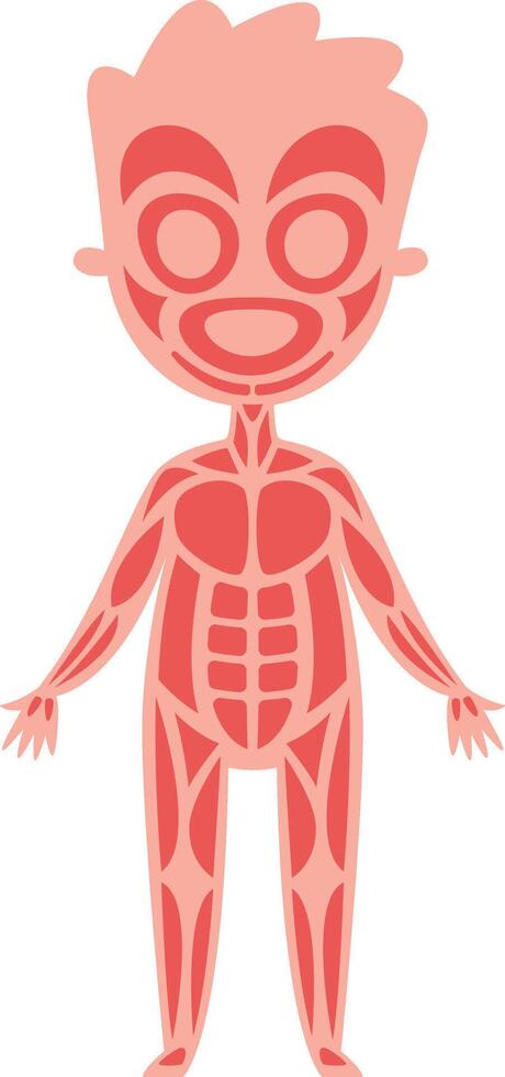Cartoon illustration of human muscular system of a child showing all muscles in red and pink colors over white background, useful for educational purposes vector