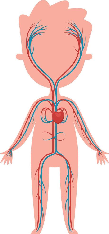 Illustration depicting the circulatory system with red arteries transporting oxygenated blood from the heart and blue veins returning deoxygenated blood, isolated on white vector