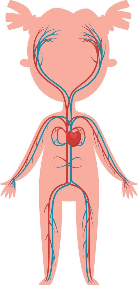 Educational illustration of the circulatory system showing arteries and veins carrying blood from the heart throughout a child's body, useful for teaching basic anatomy and physiology vector