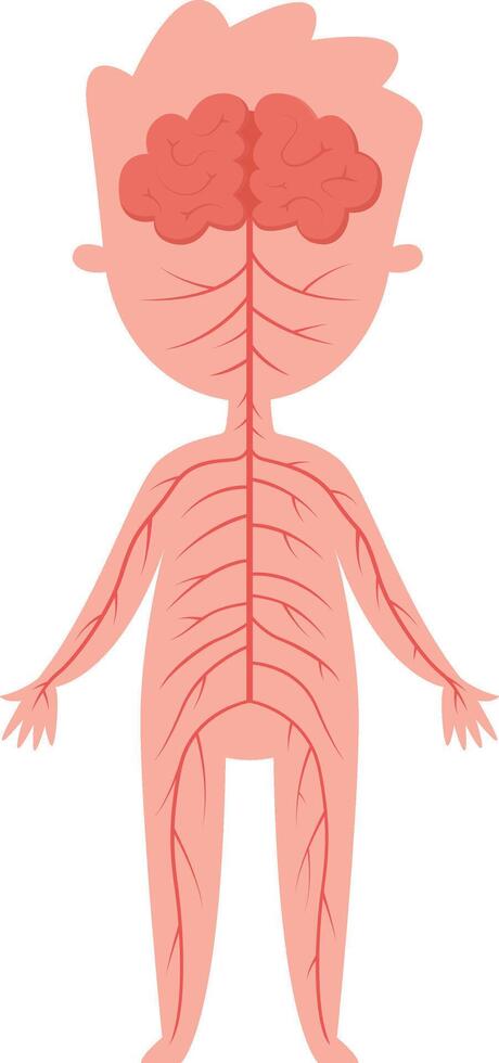Medical illustration showing human nervous system with brain and nerves extending throughout body, providing educational resource for biology and anatomy vector