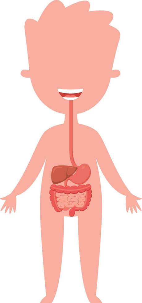 Educational illustration of a smiling child displaying digestive system organs. Including stomach. Intestines. Liver. And esophagus. Promoting awareness of human anatomy and digestive health for kids vector